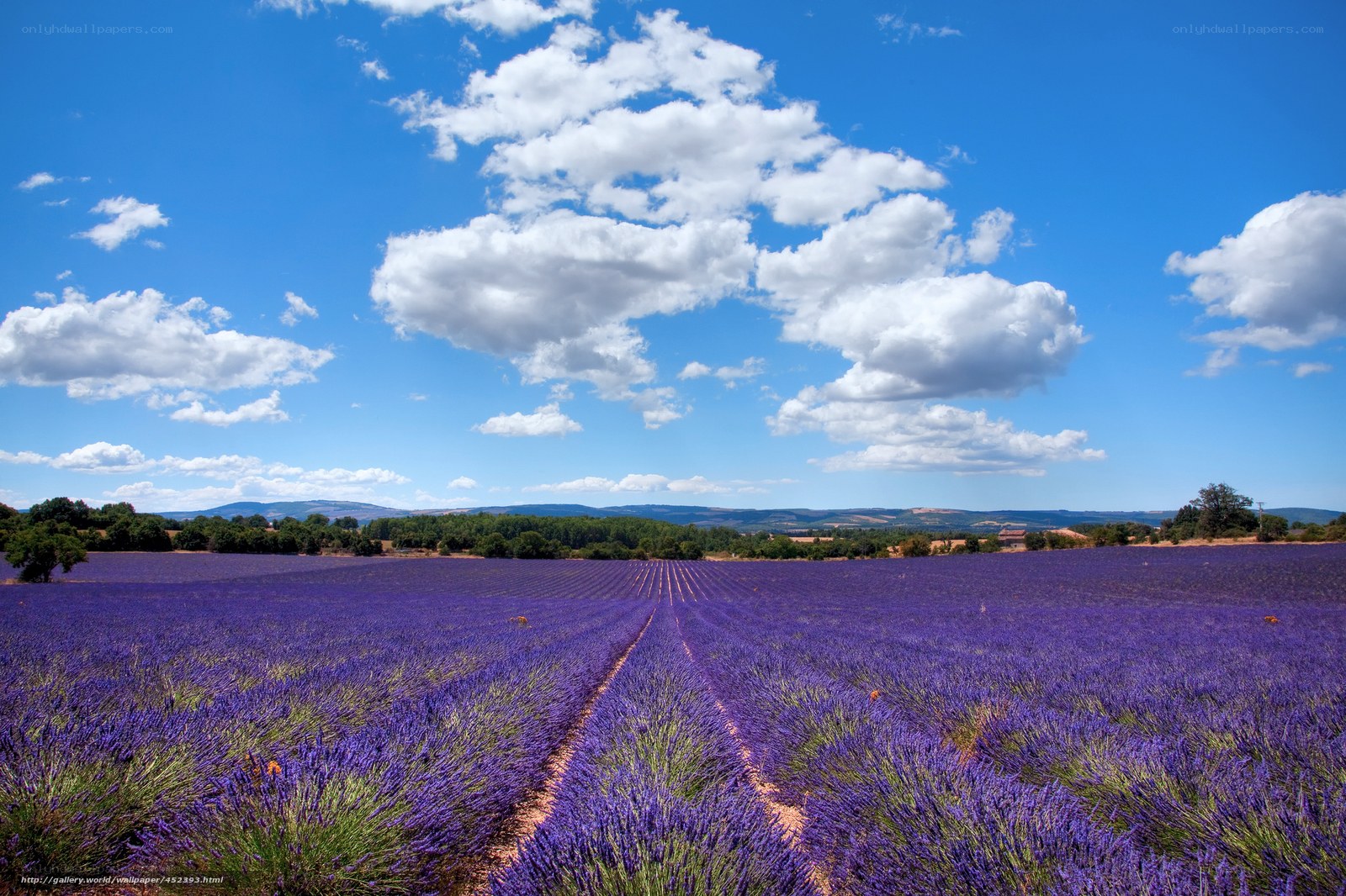 Lavender field under blue sky