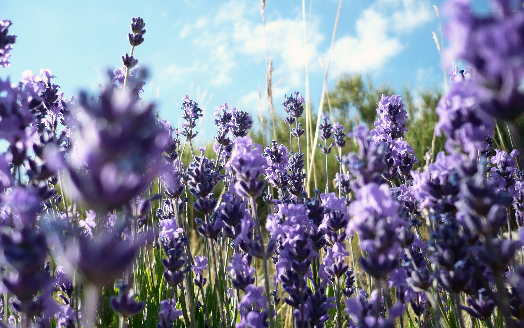 Lavender field under blue sky