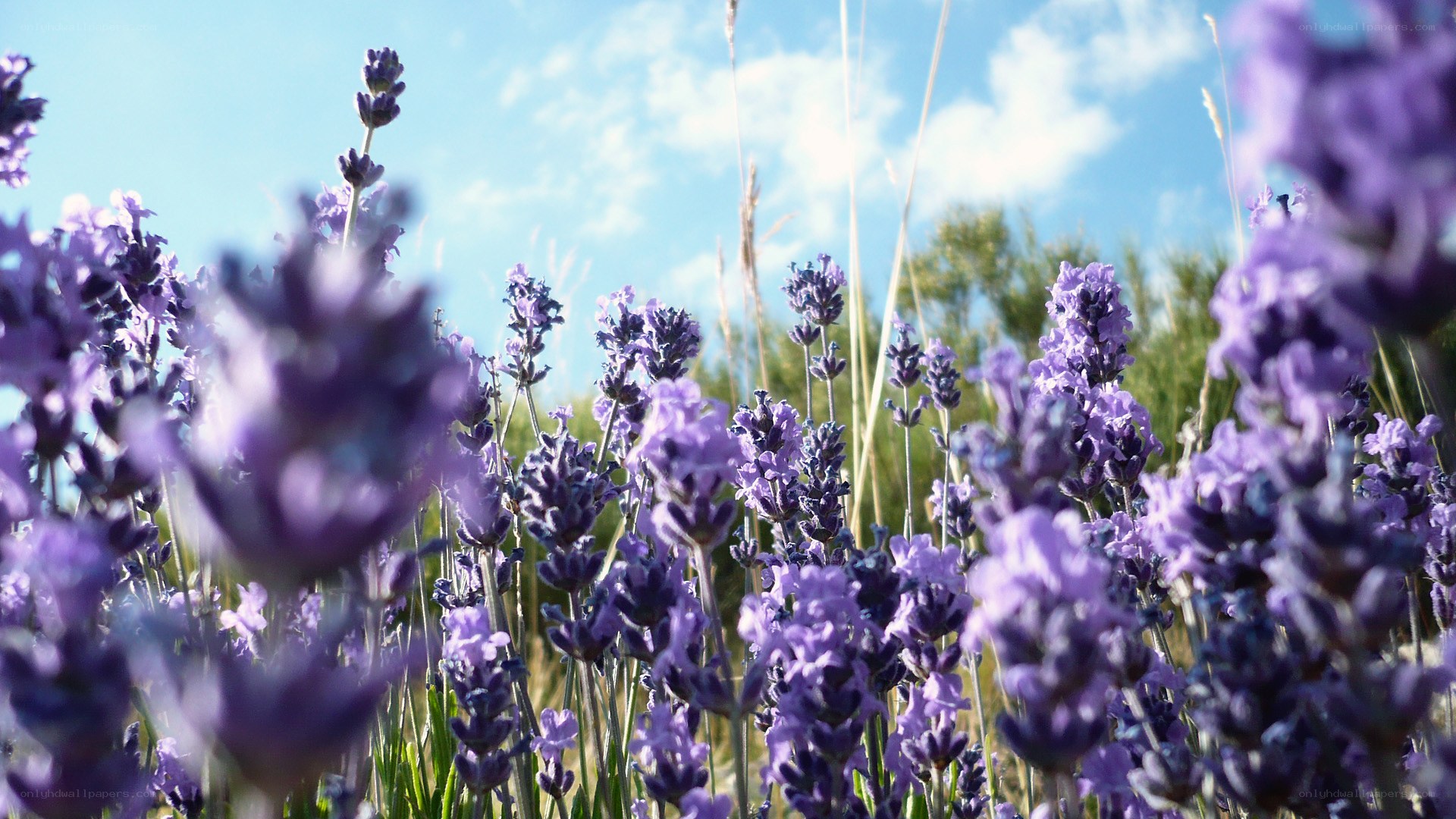 Lavender field under blue sky