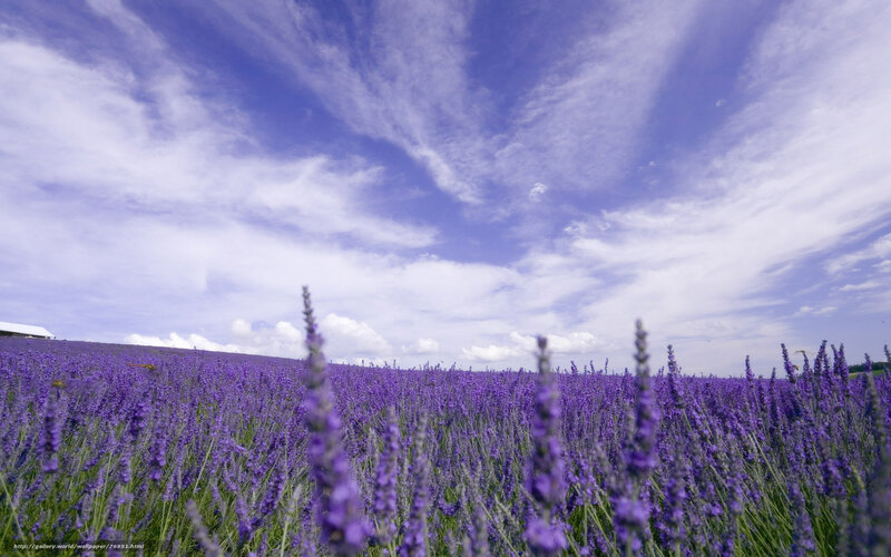 Lavender field under blue sky