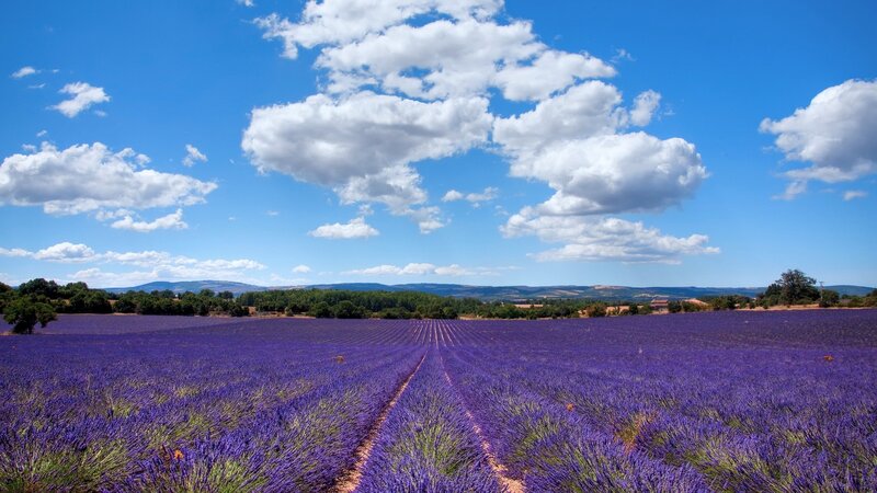 Lavender Field under Clouds — Purple, Serene