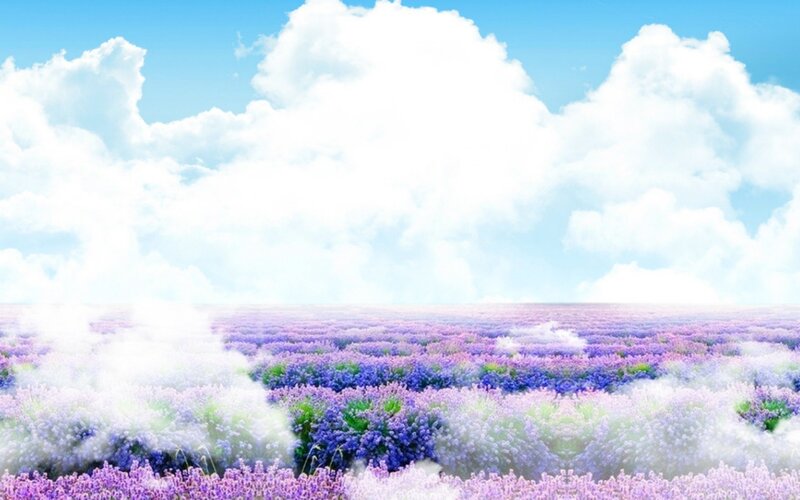 Lavender Field under Clouds — Purple
