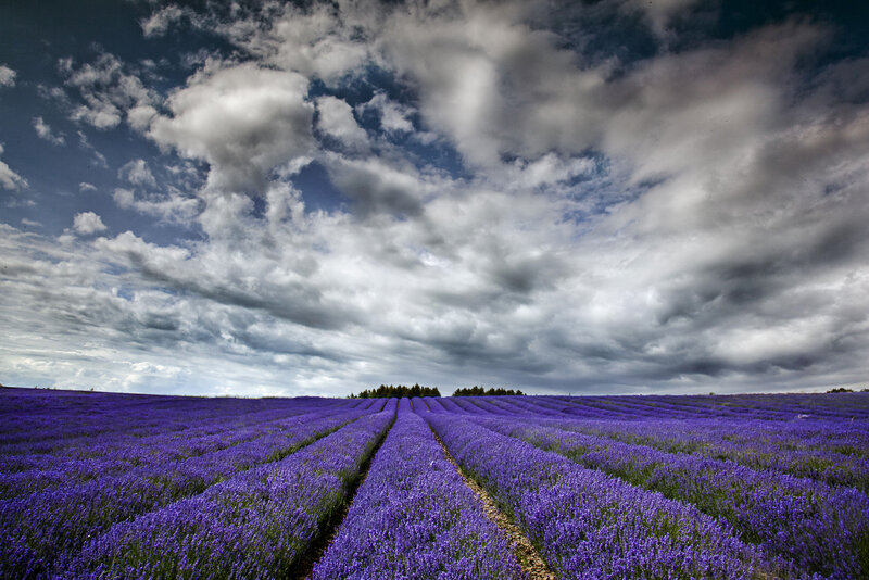 Lavender Field under Clouds