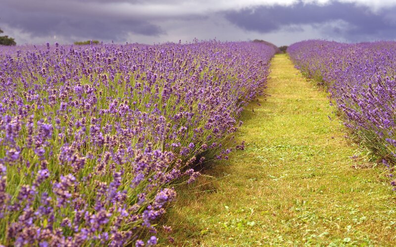 Lavender field under cloudy sky