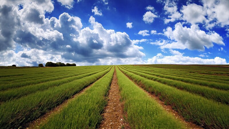 Lavender field under cloudy sky