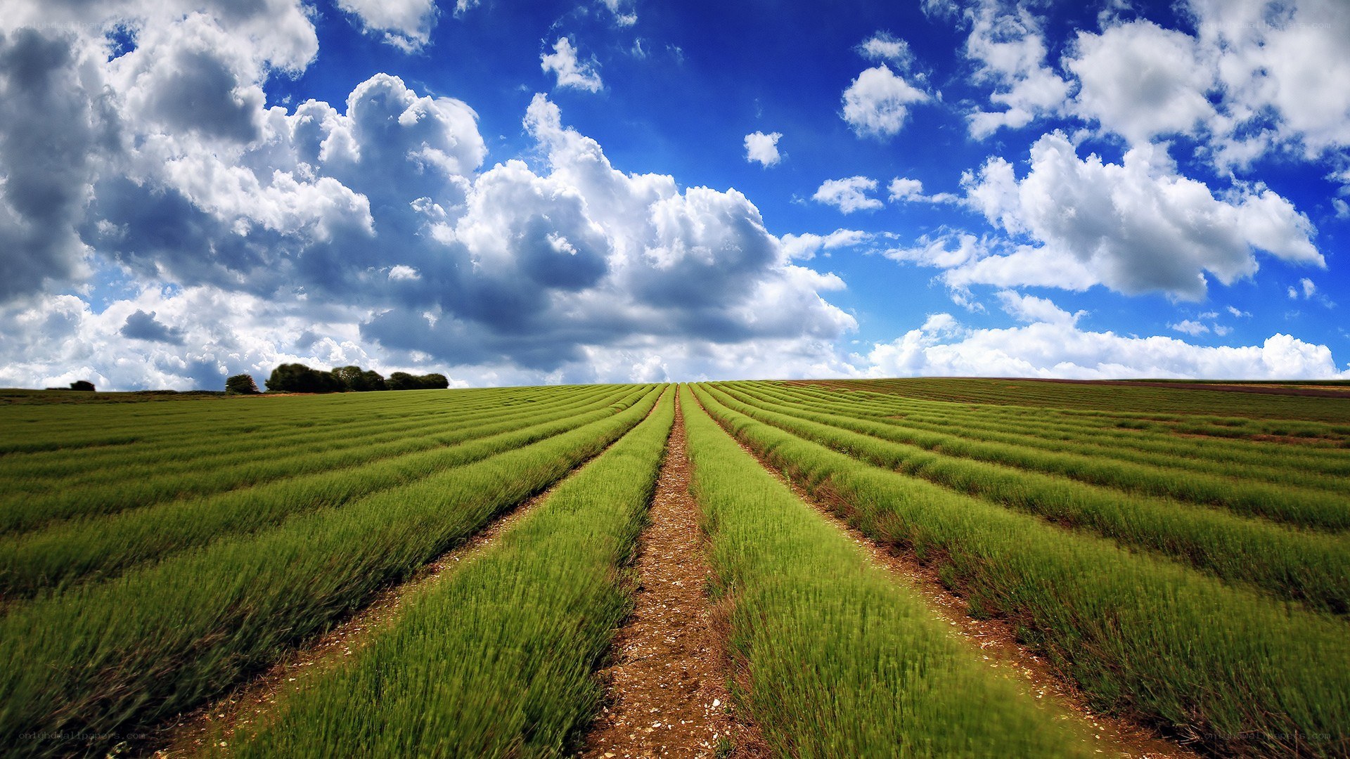 Lavender field under cloudy sky