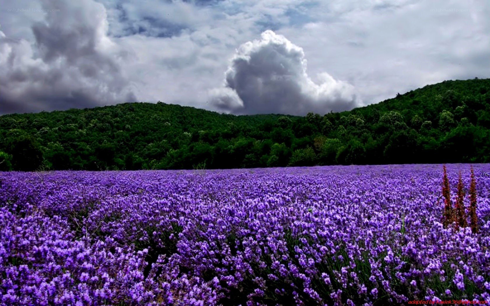 Lavender field under cloudy sky