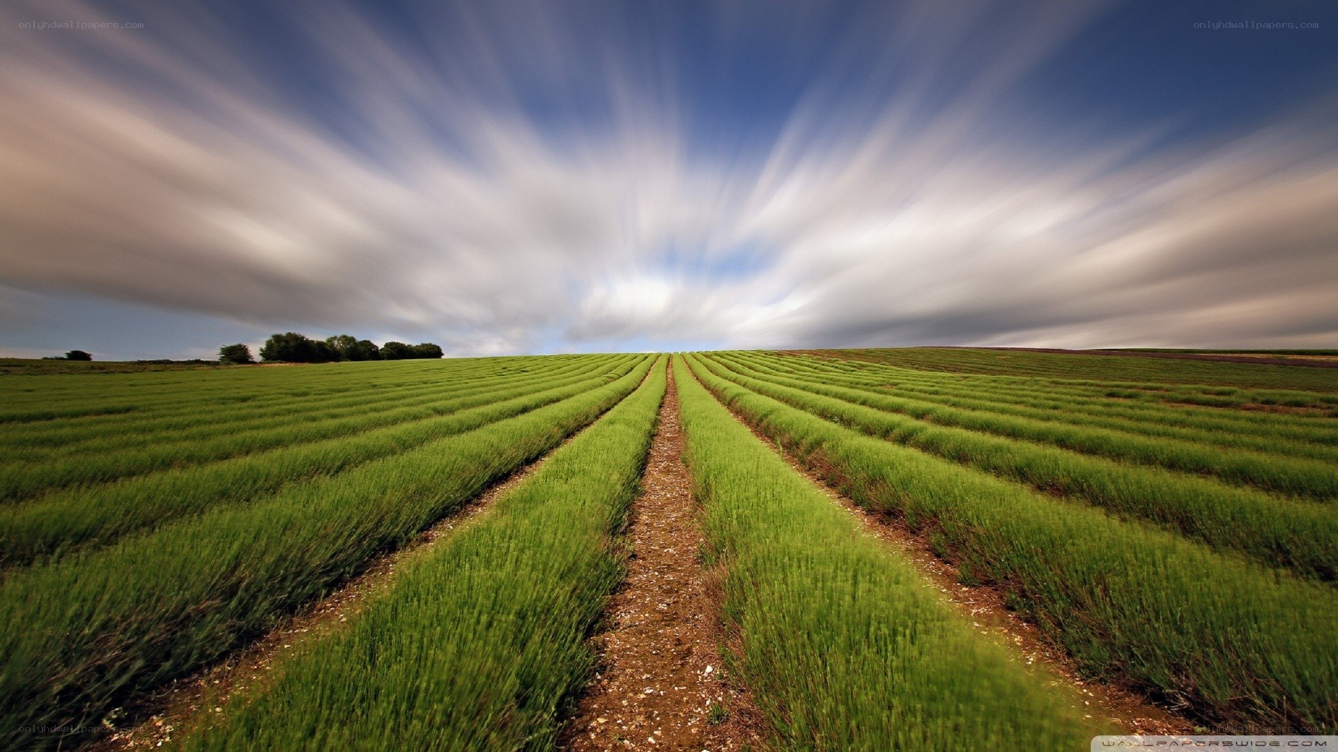 Lavender field under moving sky