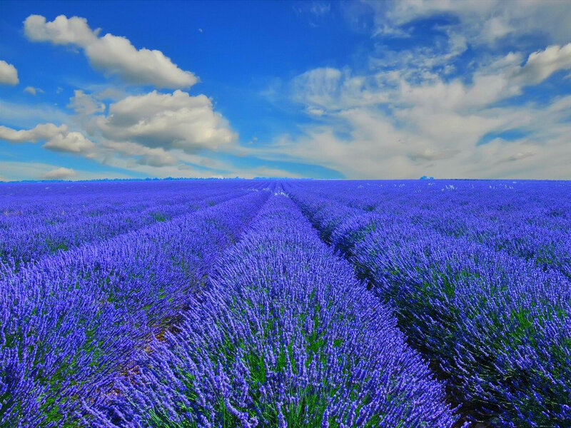 Lavender Field under Sky — Blue