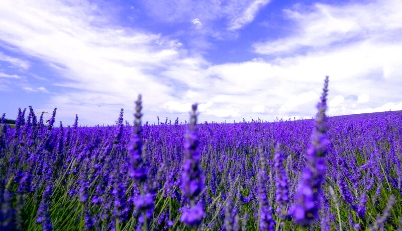 Lavender Field under Sky — Purple, Serene, Afternoon, Photograph, Clouds, Flowers