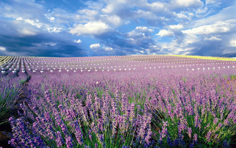 Lavender Field under Sky — Purple, Serene, Afternoon, Photograph, Clouds, Plants