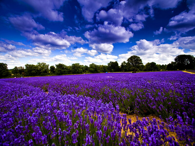 Lavender Field under Sky — Purple, Serene, Afternoon