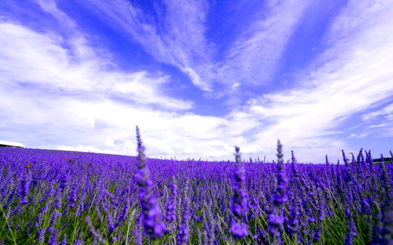 Lavender Field under Sky