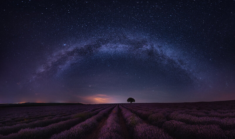 Lavender Field under Stars — Purple, Serene, Night, Photograph