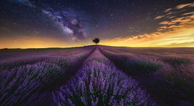 Lavender Field under Stars — Purple