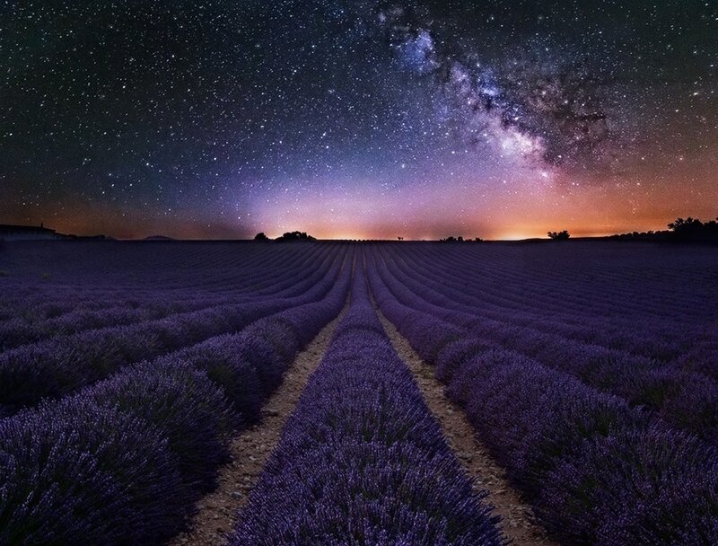 Lavender Field under Stars