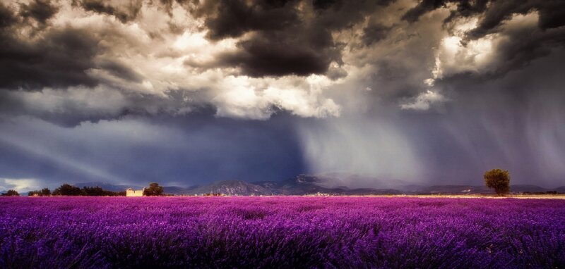 Lavender Field under Storm — Purple