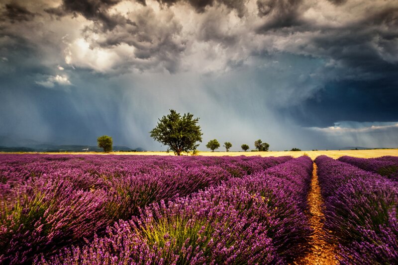 Lavender Field under Storm