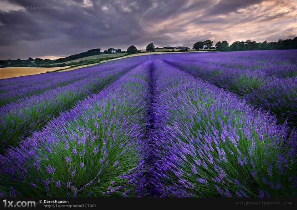 Lavender field under stormy sky