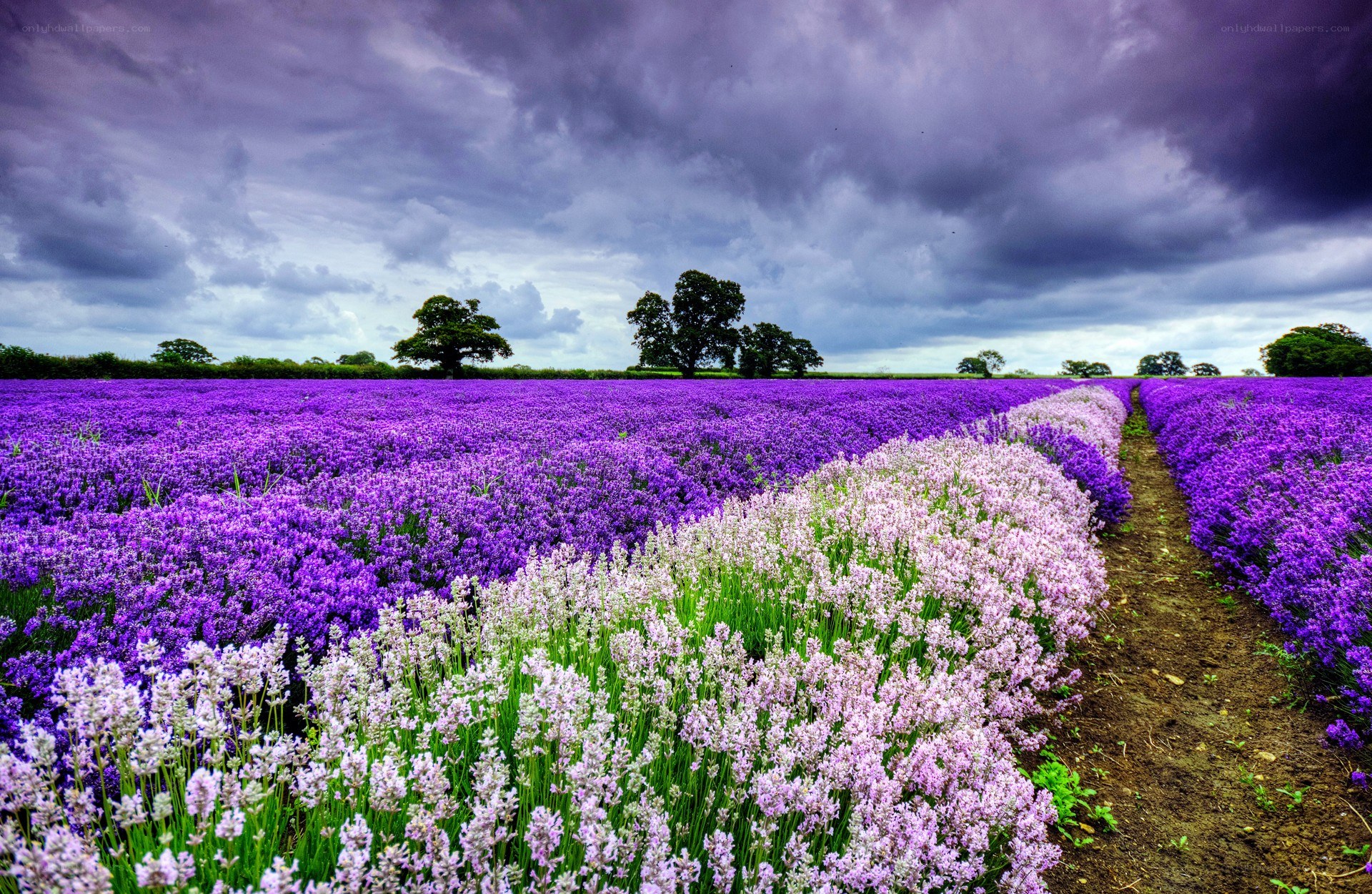 Lavender field under stormy sky