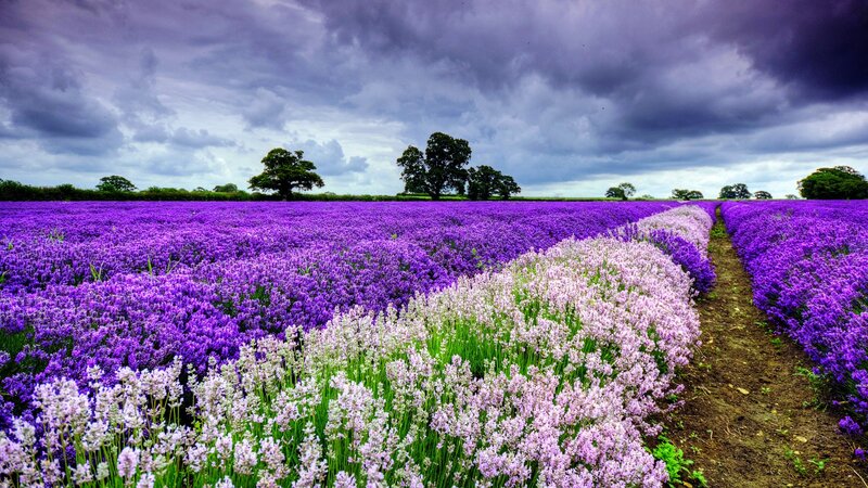 Lavender field under stormy sky