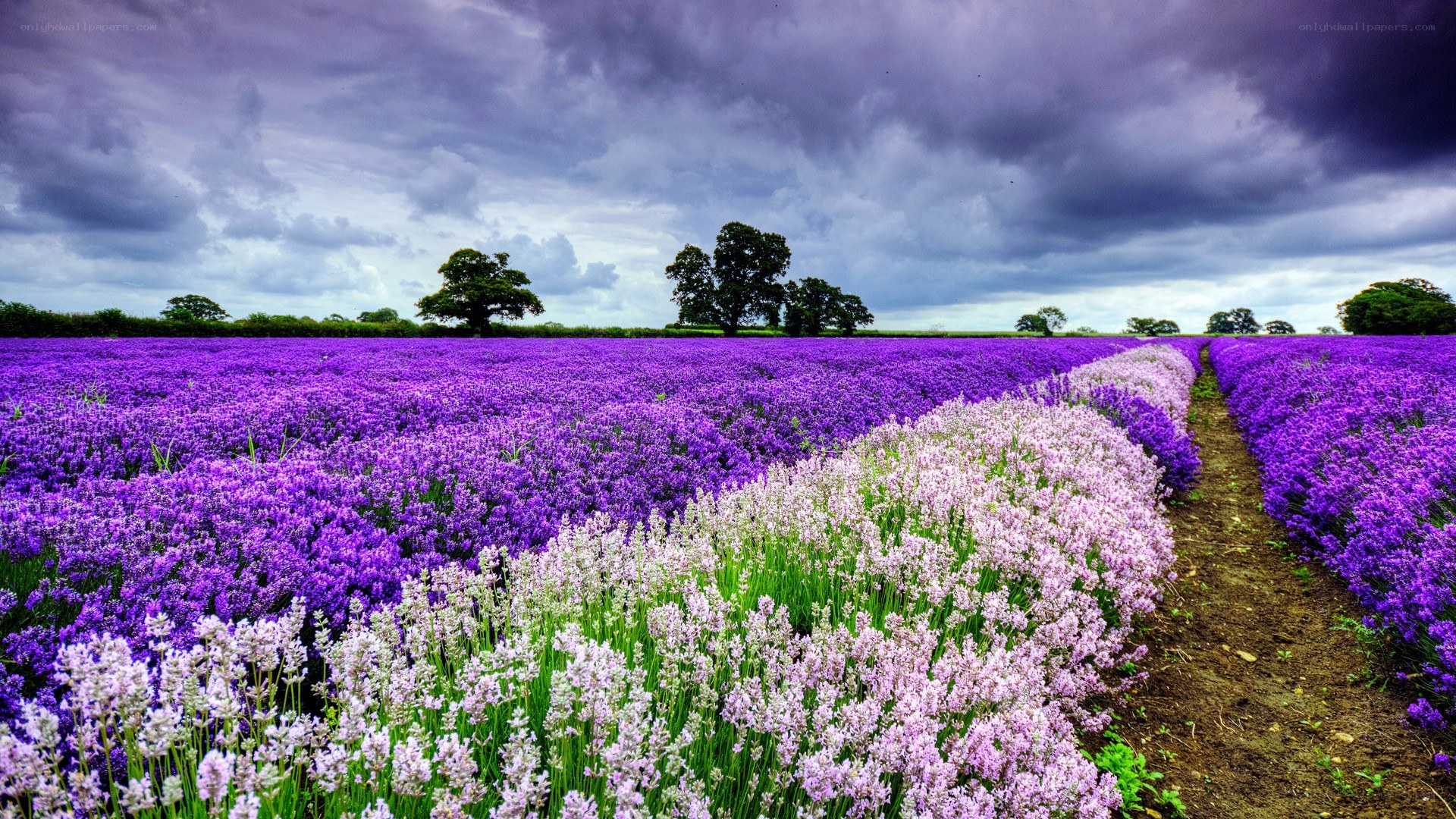 Lavender field under stormy sky