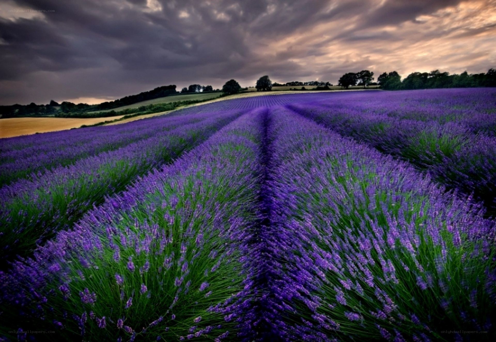 Lavender field under stormy sky