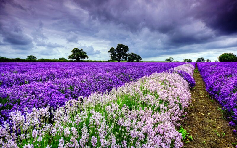 Lavender Field under Stormy Sky — Purple, Dramatic, Afternoon