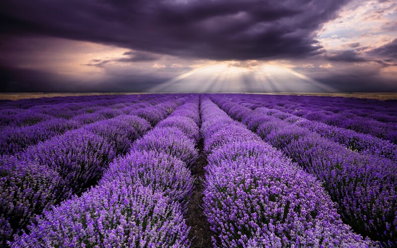 Lavender Field under Stormy Sky — Purple, Dramatic, Sunset