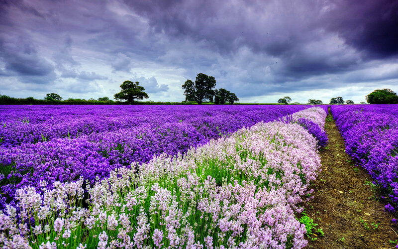 Lavender Field under Stormy Sky — Purple