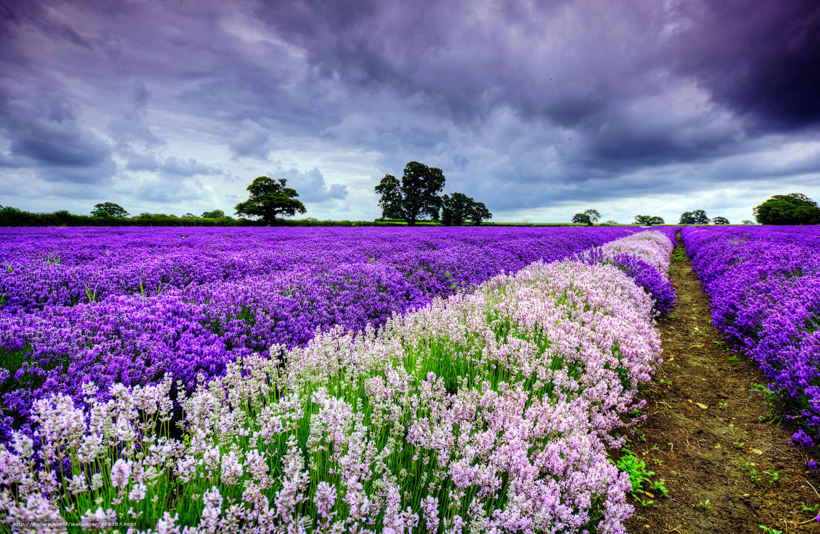 Lavender field under stormy sky