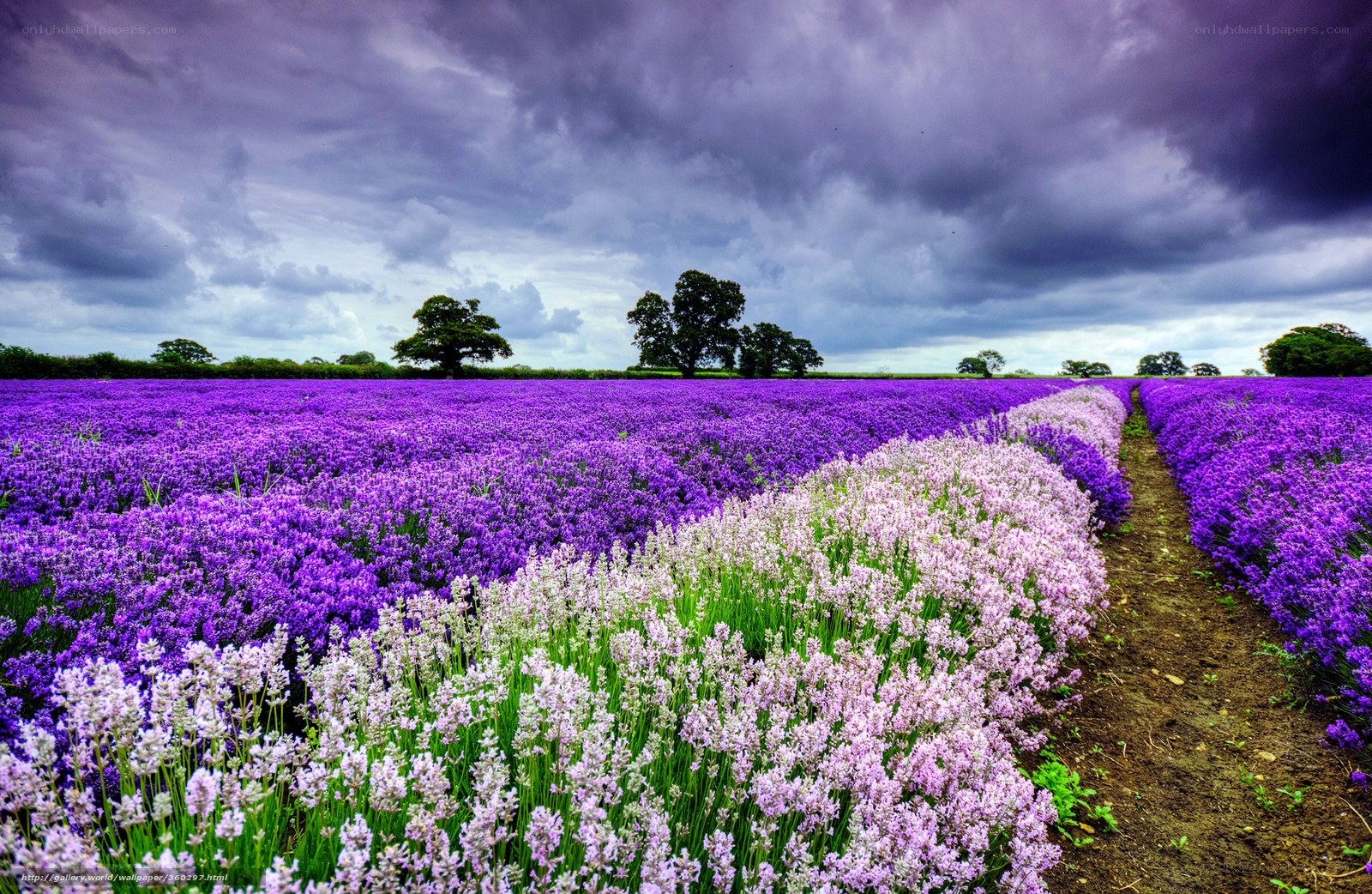 Lavender field under stormy sky