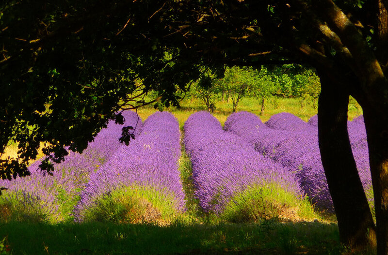 Lavender Field under Trees