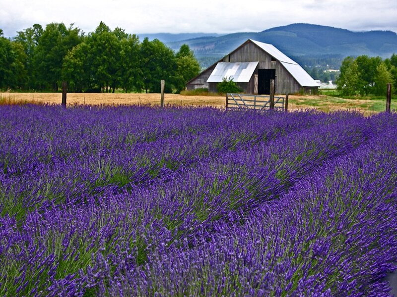 Lavender Field with Barn