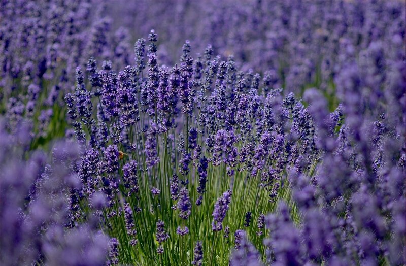 lavender field with bee