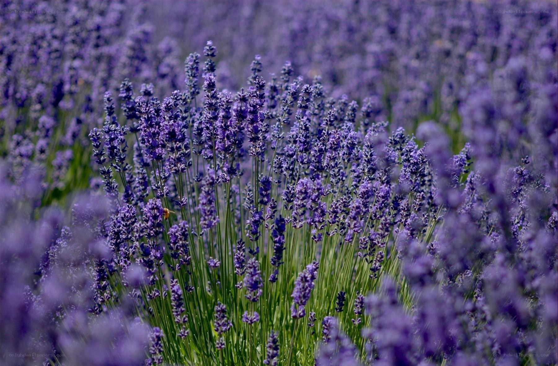 lavender field with bee
