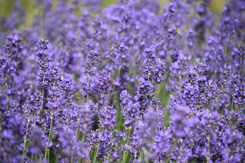 Lavender Field with Bees