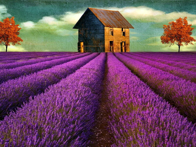 Lavender Field with Cabin