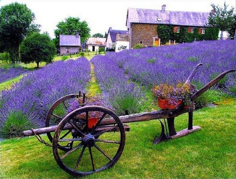 Lavender Field with Cart