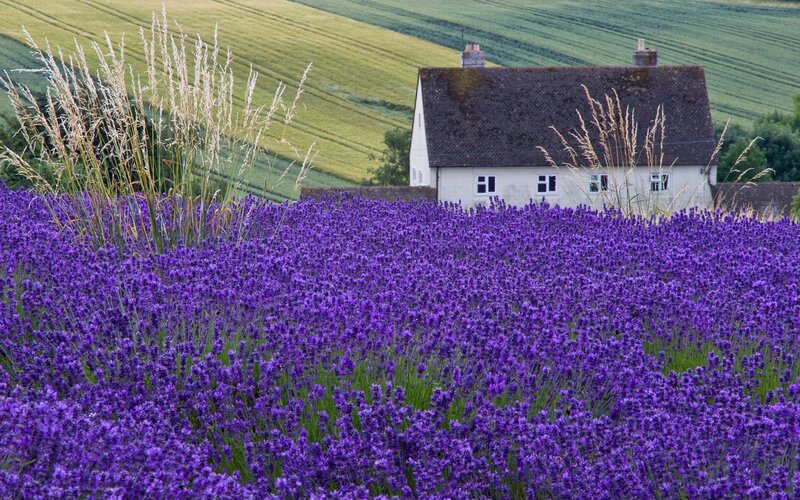 Lavender Field with Cottage — Purple, Serene