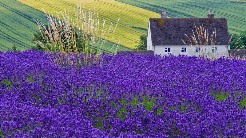 Lavender Field with Cottage — Purple