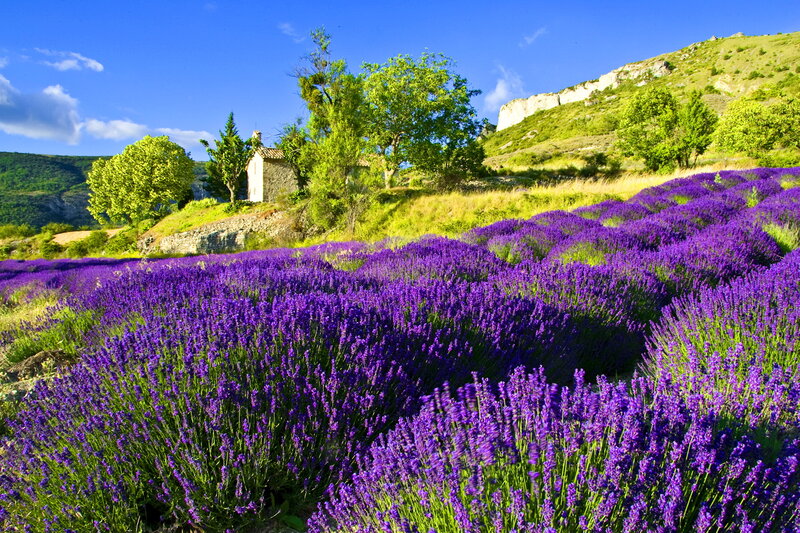 Lavender Field with Cottage