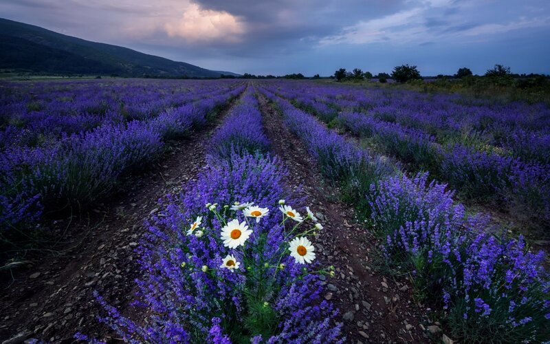 Lavender Field with Daisies