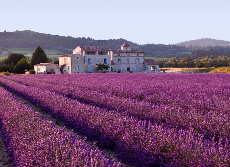 Lavender Field with Farmhouse