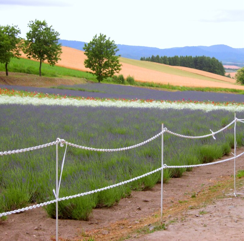Lavender Field with Flowers