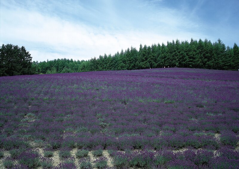 Lavender field with forest backdrop
