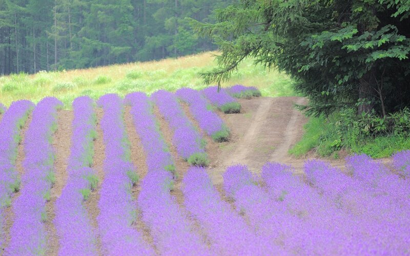 Lavender field with forest path