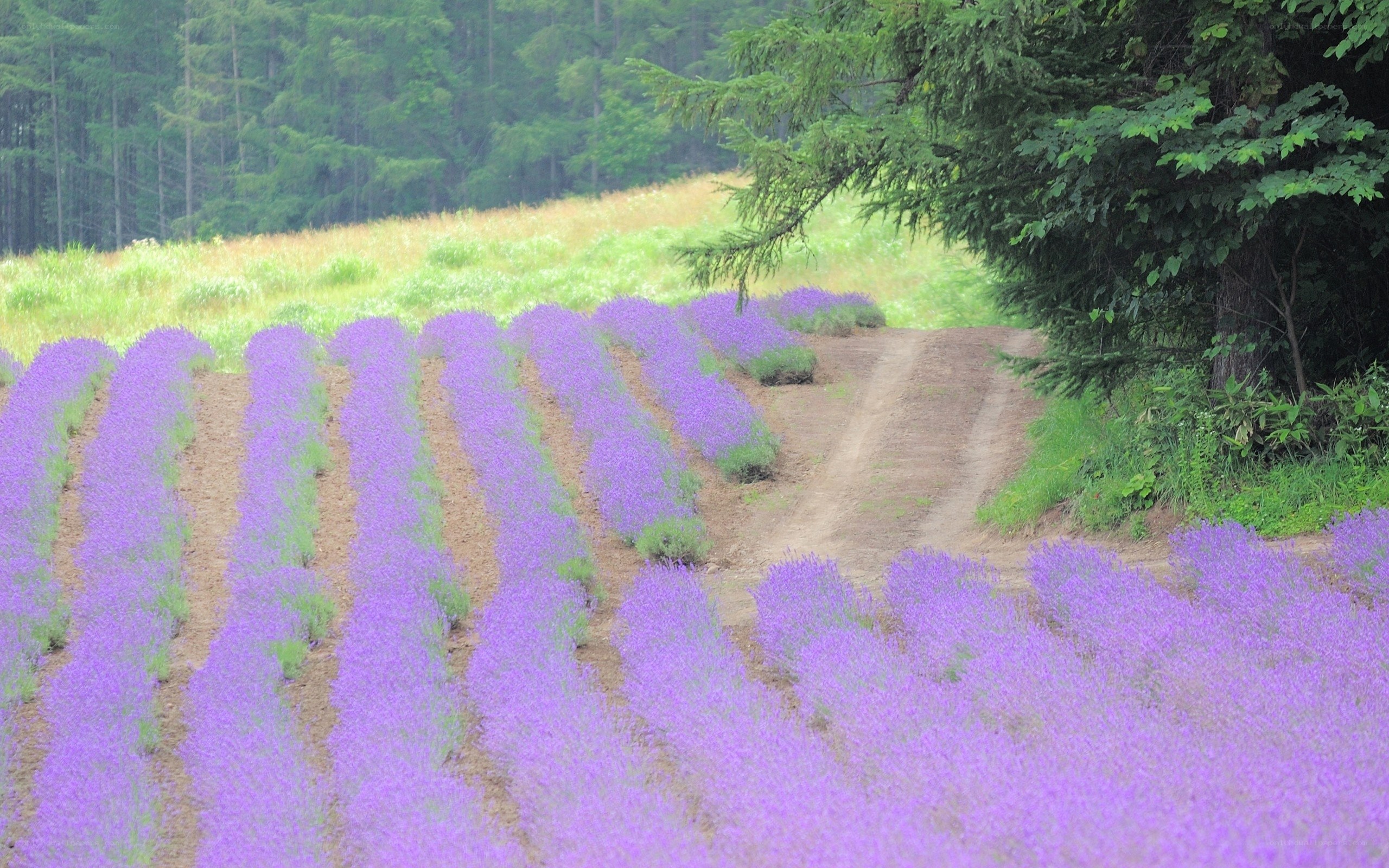 Lavender field with forest path
