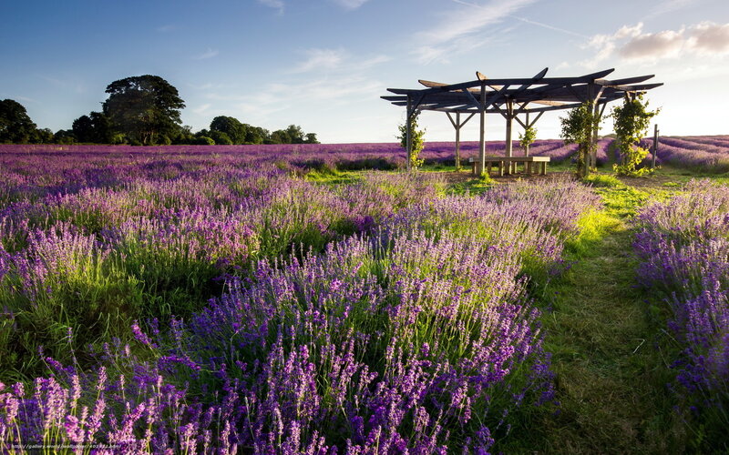 Lavender Field with Gazebo — Purple