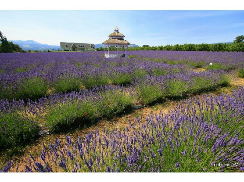 Lavender Field with Gazebo